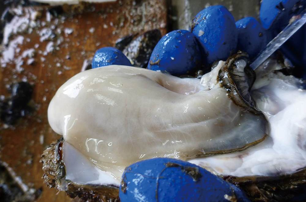 東日本大震災からの復興を機に実現させた 持続可能なカキの養殖 22年2月号 事業構想オンライン