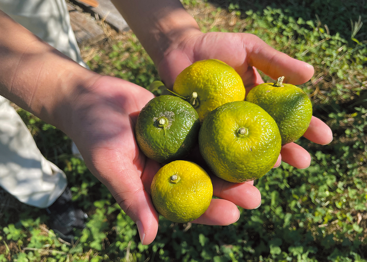 山野草　カリアンテマム　ファレリ 　大株D カード検索 ｜ Z/X - Zillions of enemy X - ゼクス公式サイト