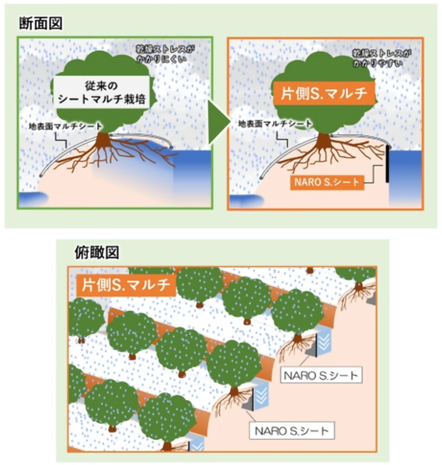 カンキツ階段畑向け新技術 農研機構が片側S.マルチで高糖度果実を安定