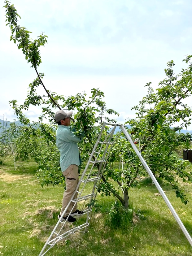 長野県のりんご産地で摘果作業を体験する職員