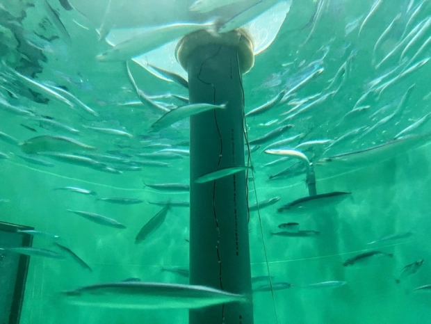 養殖技術開発センターの陸上水槽で試験飼育されているサンマ