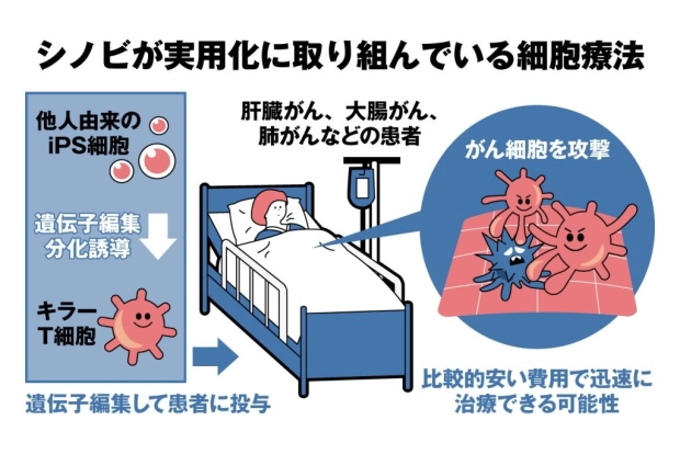 シノビが実用化に取り組んでいる細胞療法