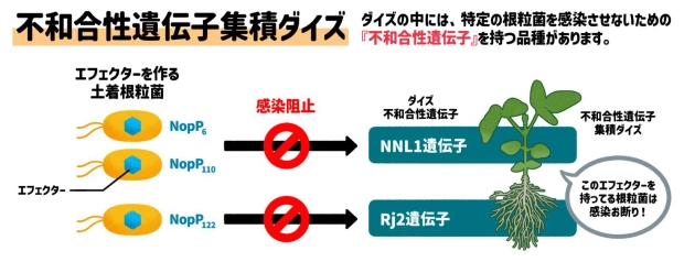 エフェクターの有無による感染の違い