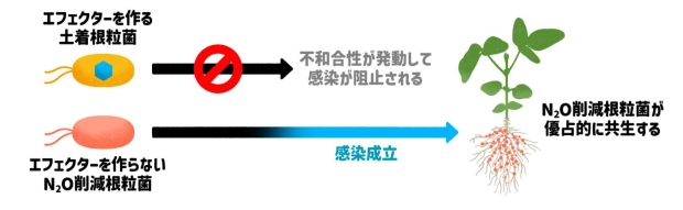 エフェクターの有無による感染の違い