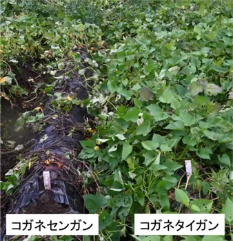 「コガネセンガン」と新品種「コガネタイガン」