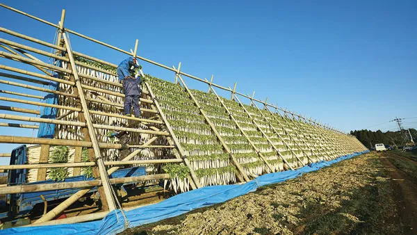 伝統のやぐら干し