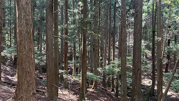 山梨県都留市の「パルシステムの森（仮称）」の候補地