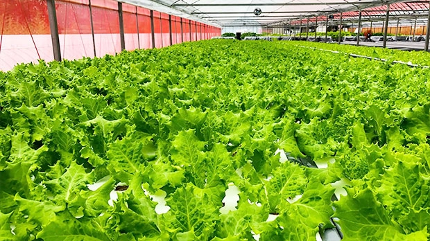 ビニールハウス内