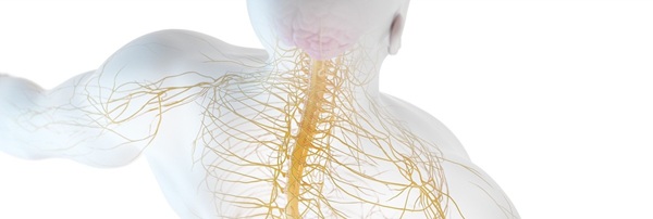 再生医療で描く日本の未来