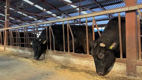 飼料を採食する敷島ファームの黒毛和牛