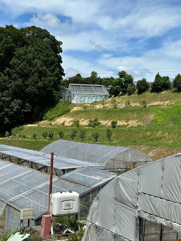 アーモンドが定植された学内の農場