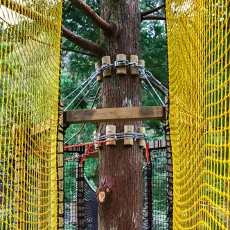 木とロープの間に当て木をするなどといった木を痛めない方法を用いてロープを固定