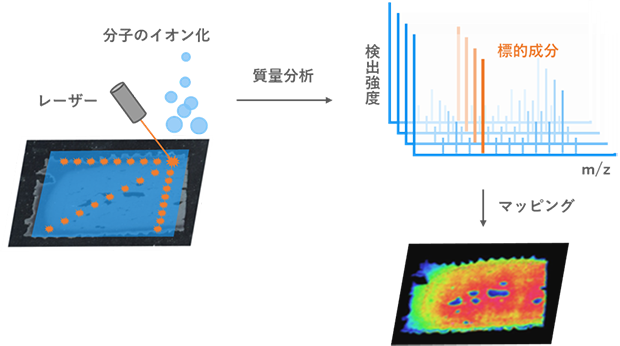質量分析イメージング：試料表面を細かい点毎に分析し、そこに存在する分子の分布をマッピングする可視化技術
