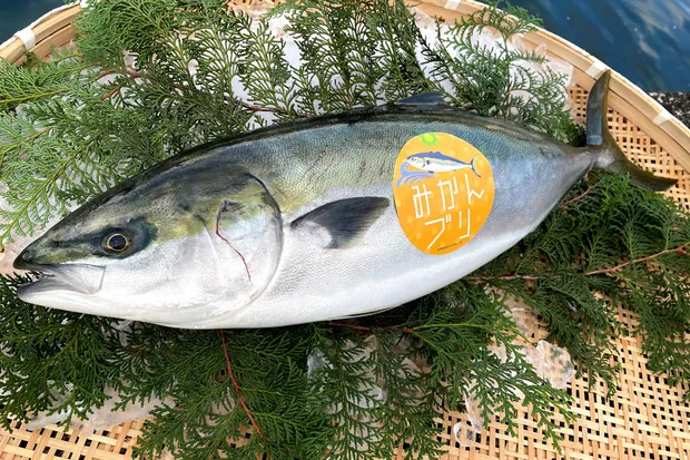 みかんの皮や搾りかすを餌に混ぜて養殖した「みかんブリ」