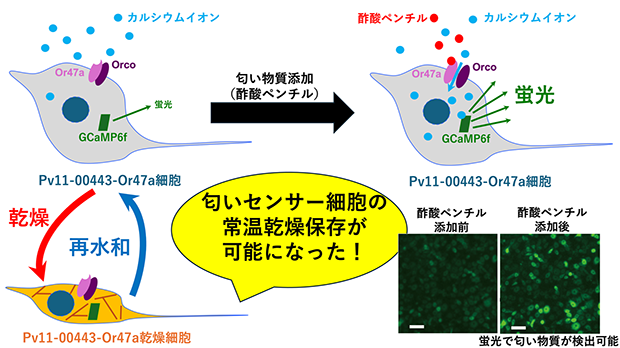 図1：乾燥保存可能な匂いセンサーPv11培養細胞の仕組み