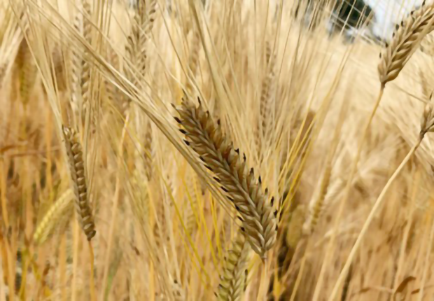 栃木県農業総合研究センターのビール大麦試験圃場