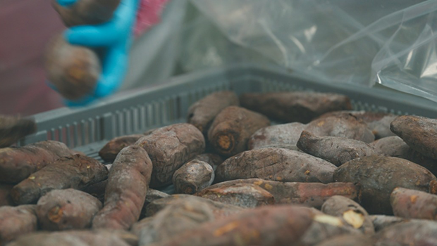 さつまいもの画像