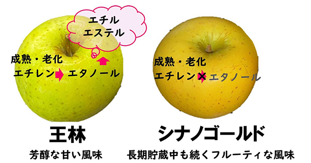 図1：エチレンが制御するリンゴのエチルエステル生成とその品種間差異