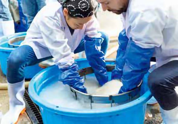 冷たい水での洗米作業に挑む参加者たち。寒造りは真冬の厳しい環境下で行われる