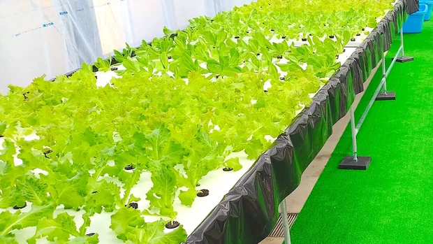 アクポニ農園では7月から農園ツアーを開催予定