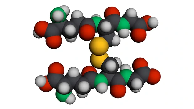 酸化型グルタチオン（GSSG）の分子モデル