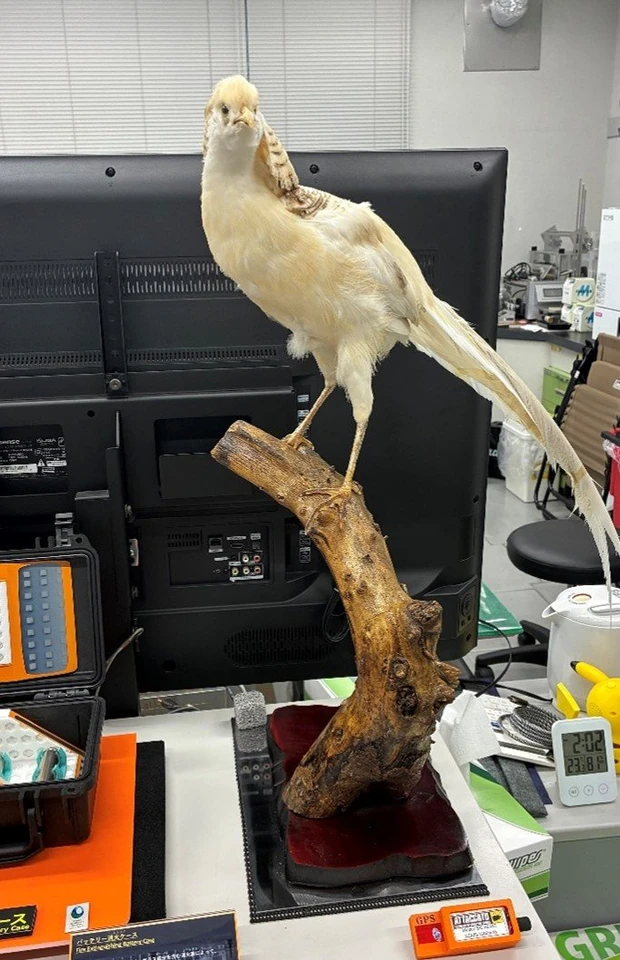 研究室のバイオロギング用電池のサンプルと鳥のはく製
