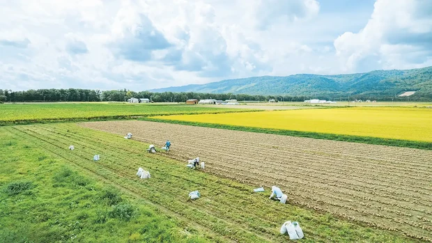 北海道の玉ねぎ畑の草とりのようす