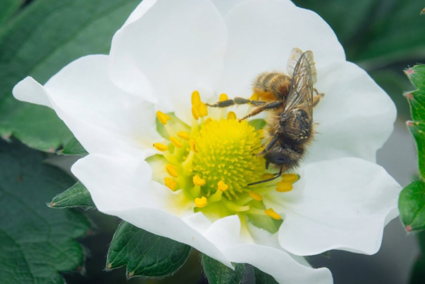 2024年6月にニュージャージー州で稼働した世界最大級の植物工場。AIを用いた独自の技術によって室内でのハチによる受粉を可能にし、年間を通して高品質な日本のイチゴを生産している